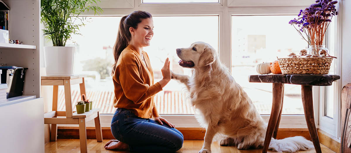 pet high five human