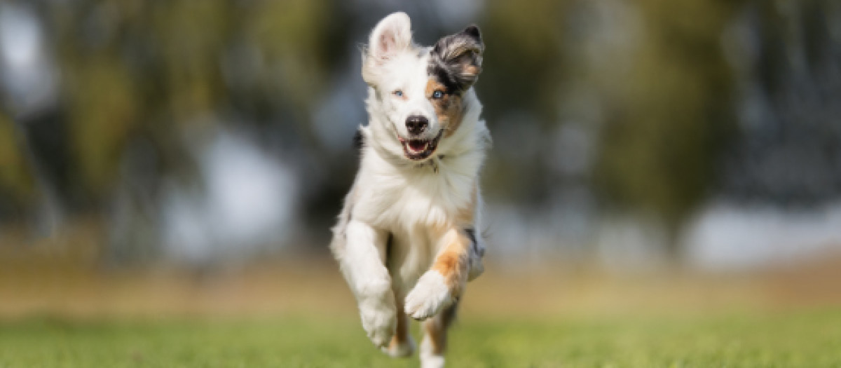 Best Pet Breed