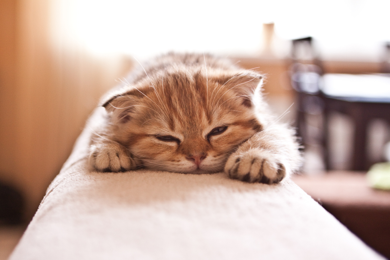 Cat Image