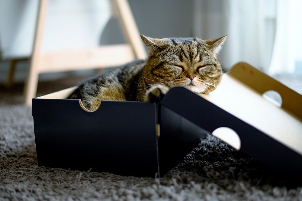 Cat in Box