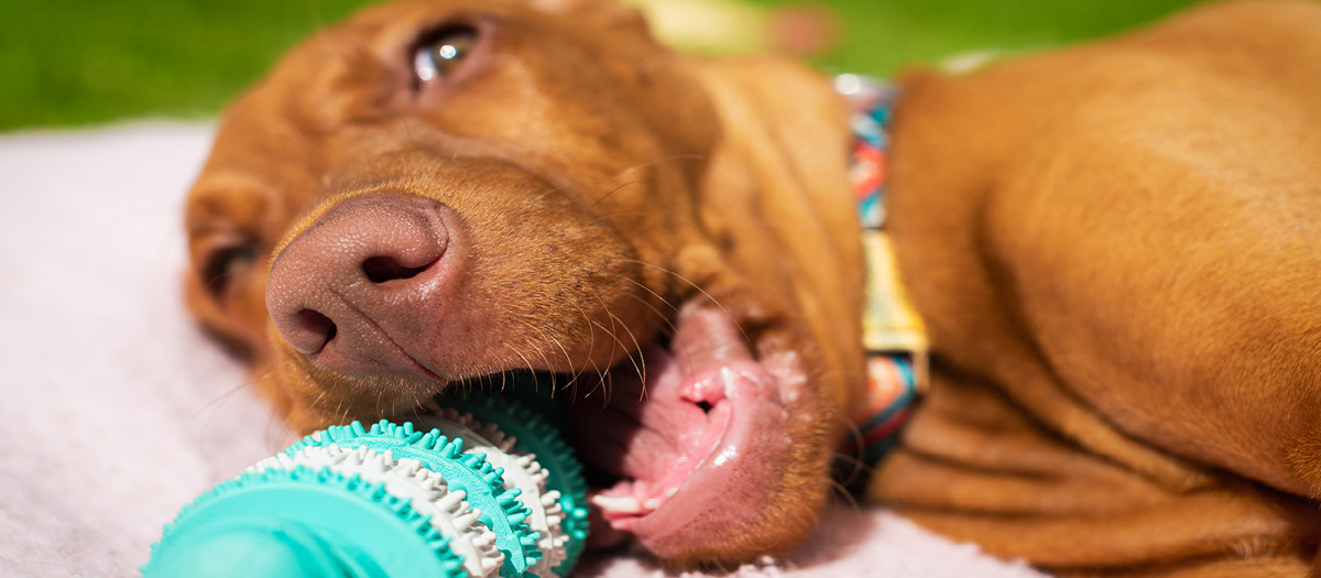 dog teeth