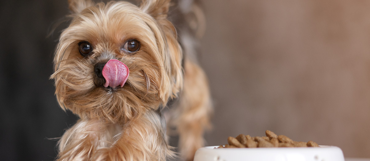 dogs allergies