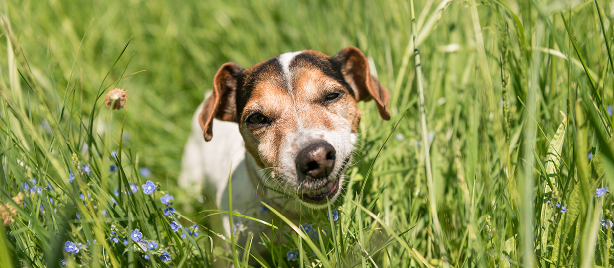 dog eating grass