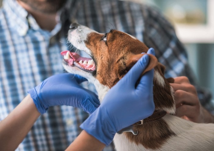 brown and white dog at vet