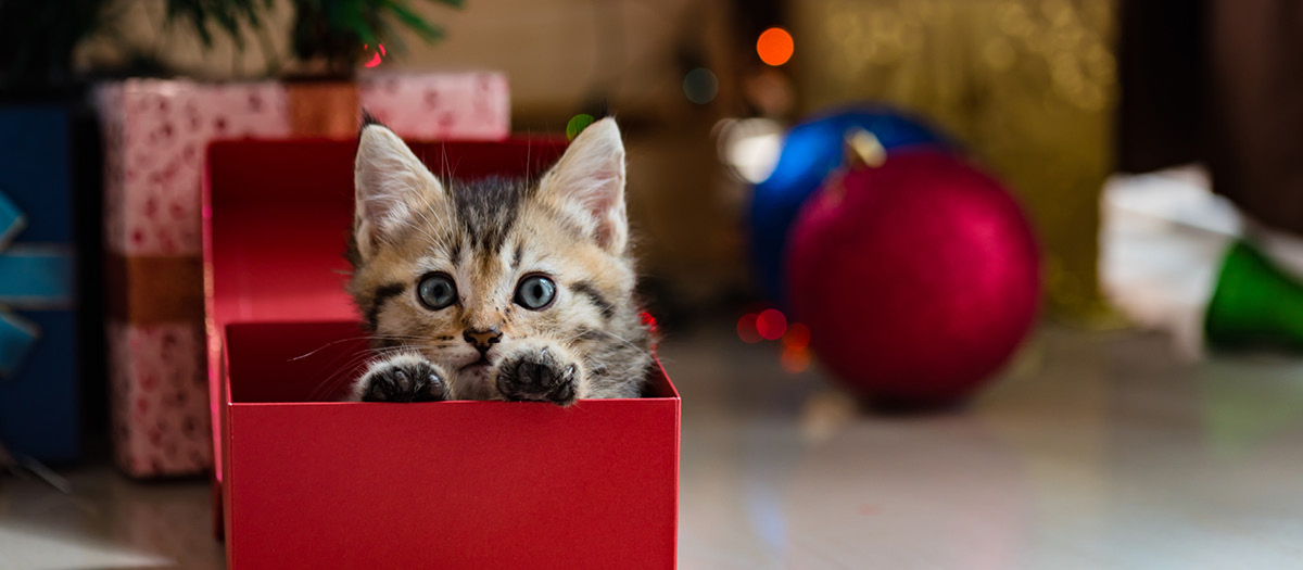 pets holiday